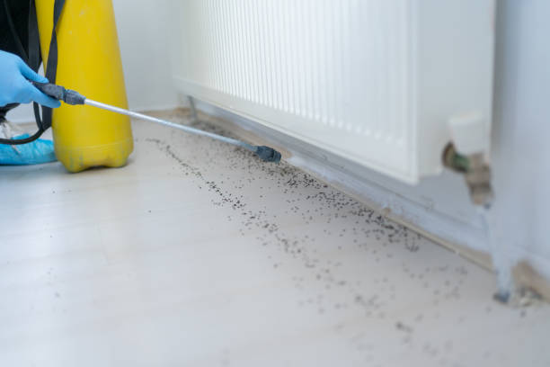 Best Termite Control Services  in East Sonora, CA