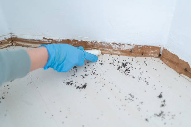 Reliable East Sonora, CA Pest Control Solutions