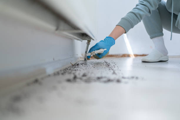 Reliable East Sonora, CA Pest Control Solutions